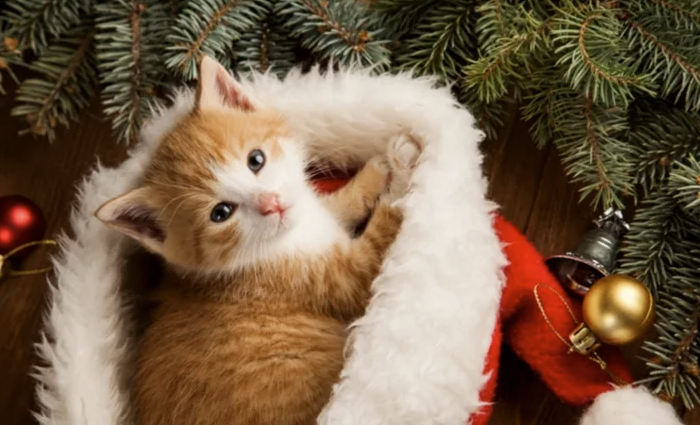 Kitten Christmas